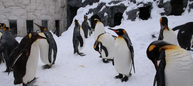 旭山動物園 – 【北海道賞雪 (二)】與企鵝漫步